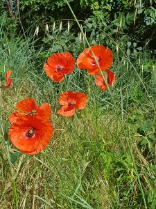 coquelicots