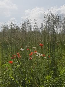 nature fleurs sauvages